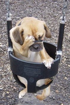 a brown dog sitting in a black swing