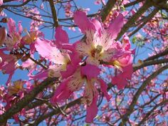 pink flowers blooming on the branches of a tree with blue sky in the background