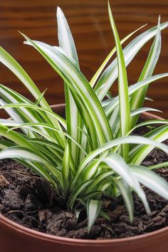 a close up of a plant in a pot on a table