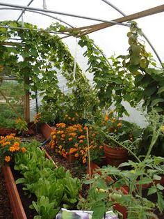 a garden filled with lots of different types of plants and flowers inside of a greenhouse