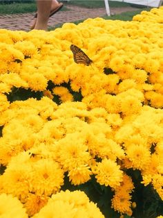 a butterfly sitting on top of yellow flowers next to a person walking in the background