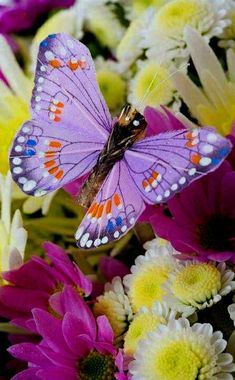 a purple butterfly sitting on top of white and pink flowers with the words happy friday peeps