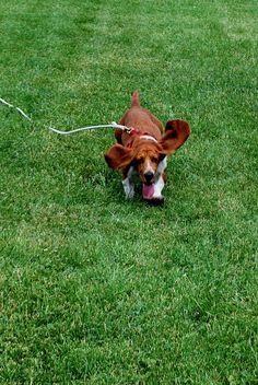 a brown and white dog walking across a lush green field