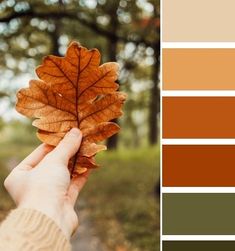 a person holding up a leaf in front of a forest color palette with brown and green tones