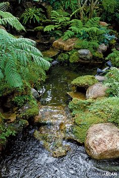 a stream running through a lush green forest filled with lots of trees and plants on top of rocks