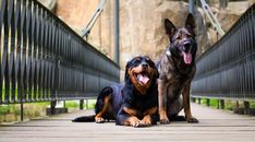 two dogs sitting on a bridge with their tongue out and one dog standing behind them