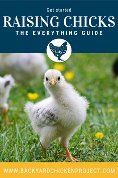 the cover of raising chicks the everything guide, with three small chickens standing in grass