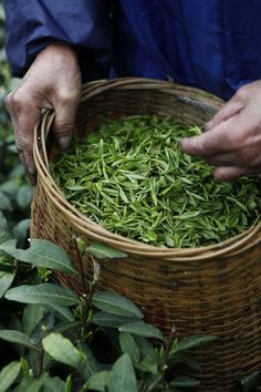 a person holding a basket full of green tea leaves in the middle of some bushes