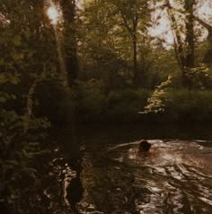 a person swimming in a body of water surrounded by trees and bushes, with the sun shining on them