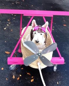 a dog in a basket with a fan attached to it's back wheel, sitting on the ground