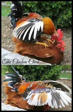 two pictures of roosters with different colored feathers