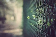 small green plants growing on the side of a fence