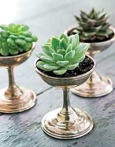 small green plants sitting in gold pots on top of a table next to each other