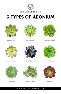 the different types of succulents are shown in this poster