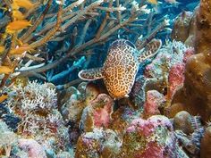 a large group of fish swimming on top of a coral covered in seaweed and sponges