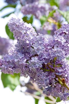 purple lilacs blooming in the sun on a sunny day