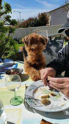 a man sitting at a table eating food with his dog