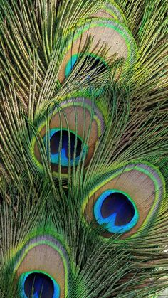 several peacocks are showing off their feathers in this close up photo, which shows the bright blue and green colors