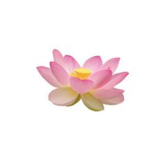 a pink lotus flower floating on top of water