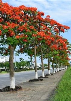 the trees are lined up along the side of the road with orange flowers on them