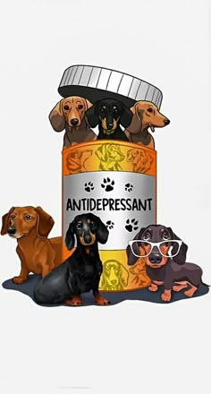 Dachshund Wallpaper, Arte Dachshund, Dachshund Cartoon, Dachshund Lovers, Dachshund Love, Weiner Dog, Dog Images