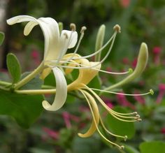 white and yellow flowers with green leaves in the background