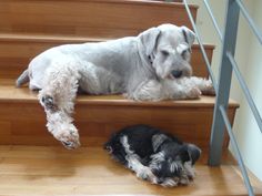 two dogs are sitting on the stairs next to each other and one dog is laying down