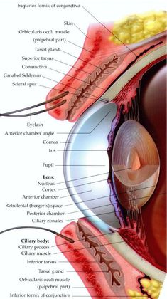 an image of the anatomy of the eye and surrounding parts of the irisoprhoid