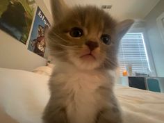 a cat sitting on top of a bed looking at the camera with an intense look