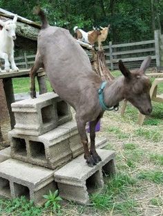 a small goat standing on top of cement blocks