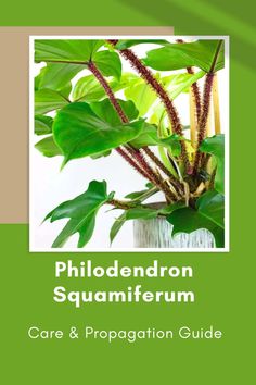 a plant with green leaves on it and the words, philadelphia aquarium care & preparation guide