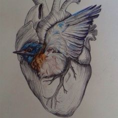 a drawing of a heart with a bird on it's chest and the inside of its body