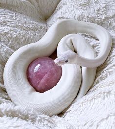 a white snake wrapped around a pink stone