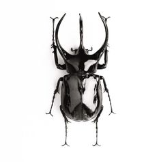 a black beetle with long horns on it's back legs, standing against a white background