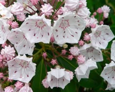 white and pink flowers with green leaves in the background