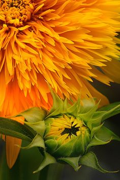 an orange flower with green leaves in front of it