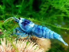 a blue insect sitting on top of a plant