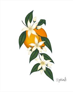 an orange with white flowers and green leaves on it's branch, painted in watercolor