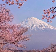 the mountain is covered in snow and cherry blossom trees are blooming on the foreground