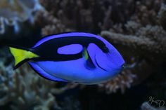 a blue and yellow fish swimming in an aquarium next to some corals on the ocean floor