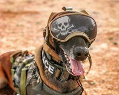 a dog wearing a helmet with a skull on it's face and tongue sticking out