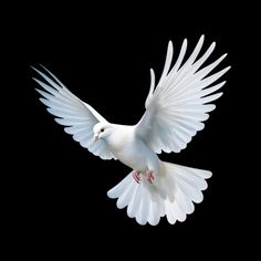 a white bird is flying in the air