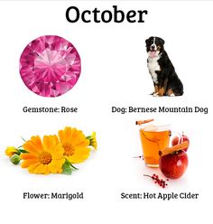 an image of the zodiac sign for october with flowers, apple cider, and gemstone rose