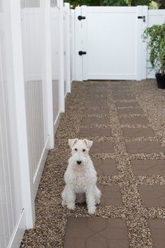 a small white dog sitting in the middle of a yard next to a fence and potted plant