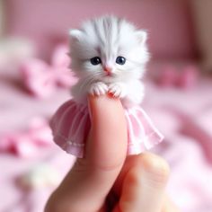 a tiny white kitten sitting on top of a finger