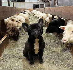 a dog sitting in the middle of a pen full of sheep