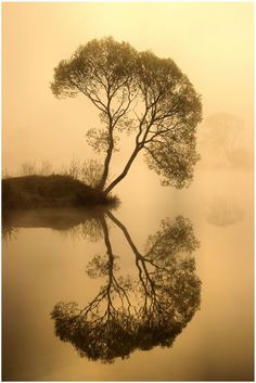 a black and white photo of a tree in the fog with its reflection in the water