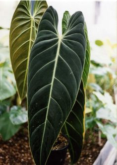 two large green leaves in a potted plant