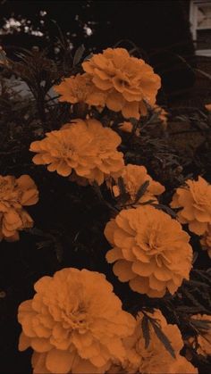 some orange flowers are growing in the dark