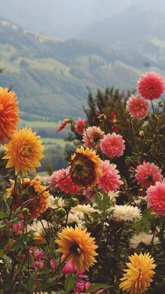 colorful flowers with mountains in the background